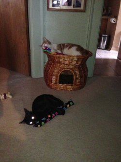 (image for) Glow in the Dark Kitties to support charity